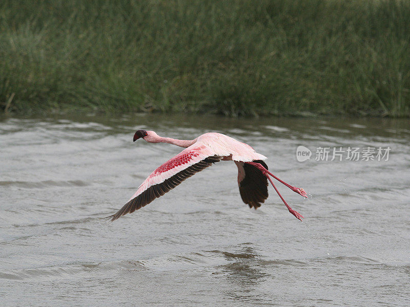 Lesser Flamingo in flight